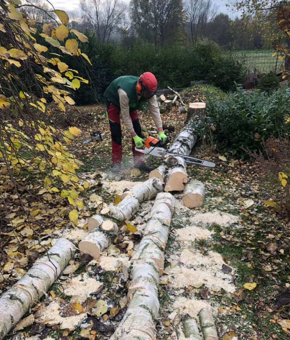 Baum wird abgesägt Baum wird abgesägt
